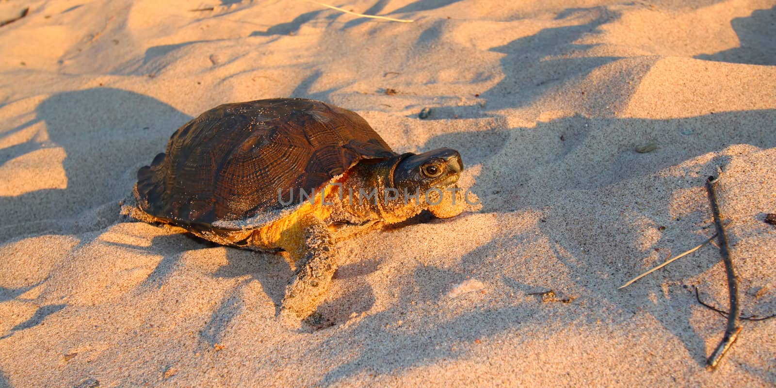 Female Wood Turtle (Glyptemys insculpta) looking for a nesting site on the beach of Lake Superior - Michigan.