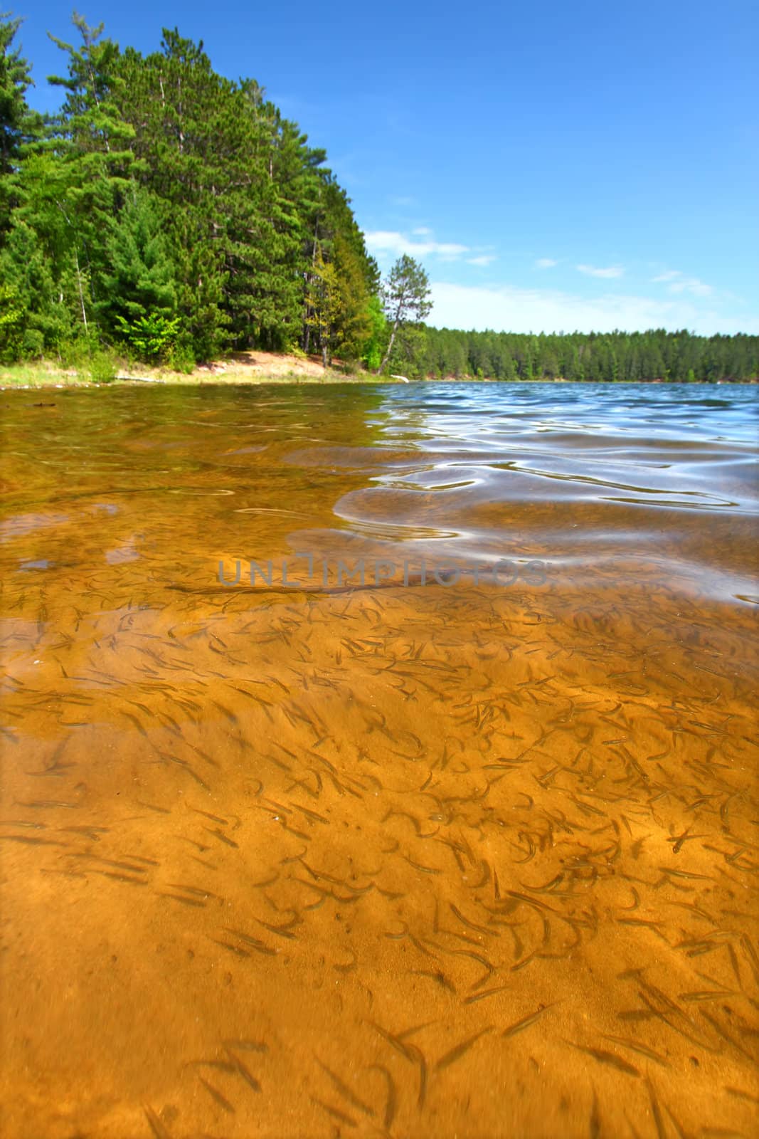 Beautiful sunny day on a northwoods Wisconsin Lake.