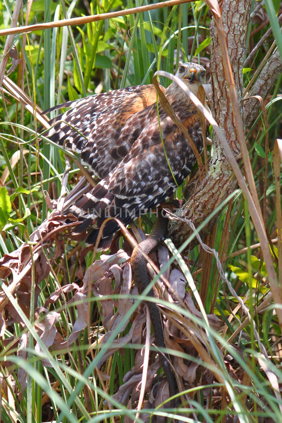 Red-shouldered Hawk (Buteo lineatus) with a captured snake in the Everglades National Park - Florida.
