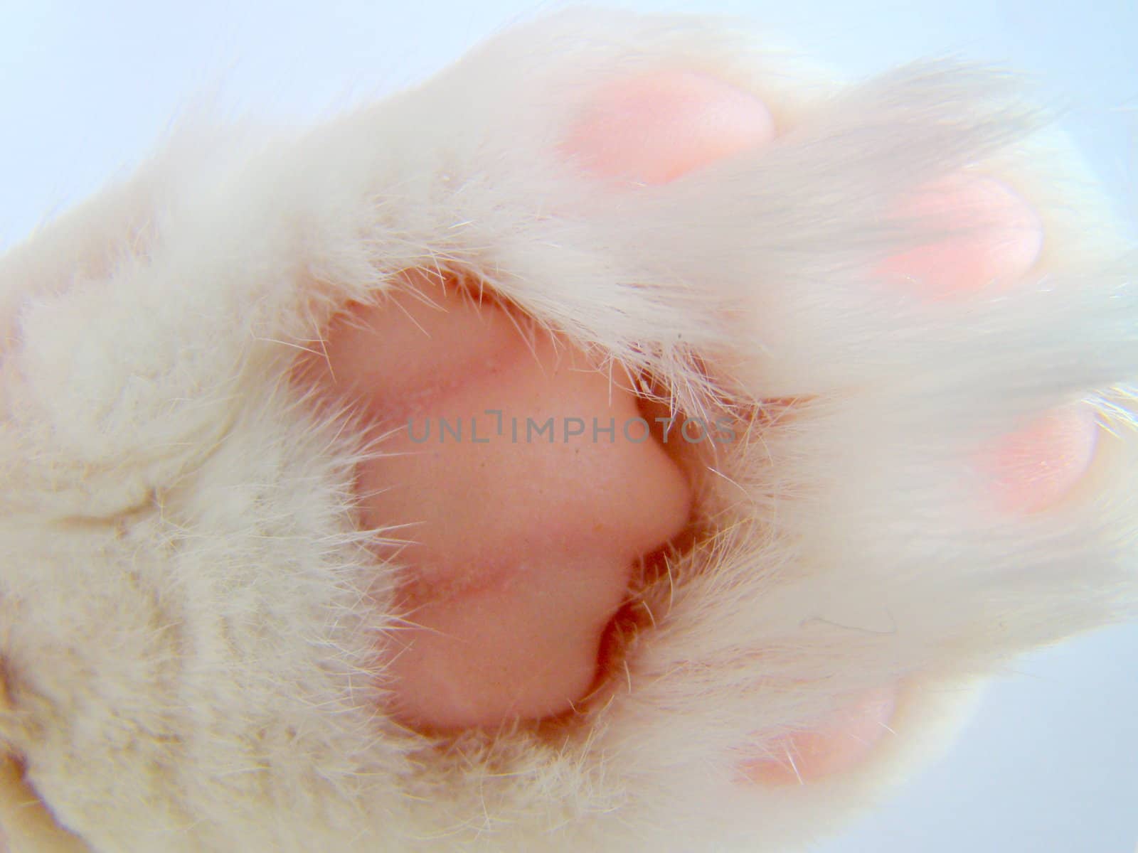white cats paw up close