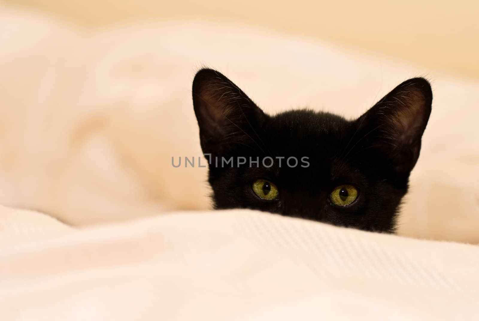 small black kitten is hiding on the blanket. Shallow DOF, focus on eyes