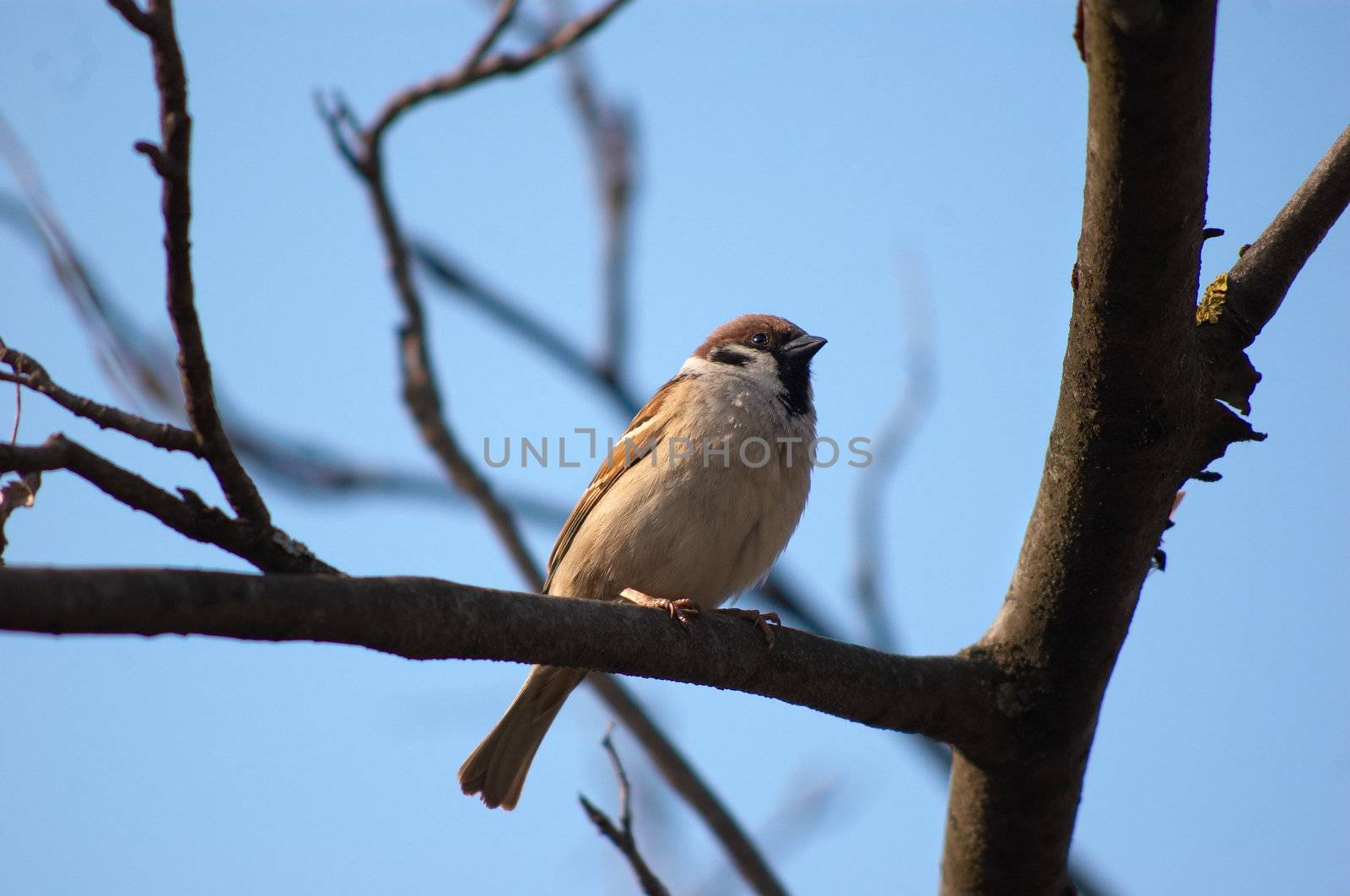 little wild sparrow by starush
