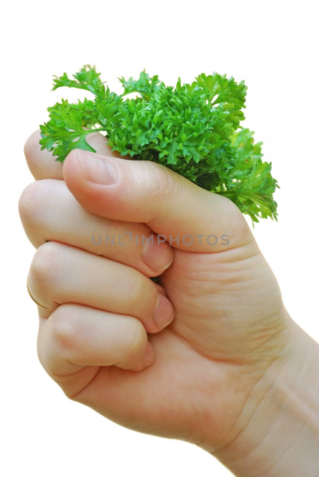 hand holds the bunch of greenery by Sergieiev