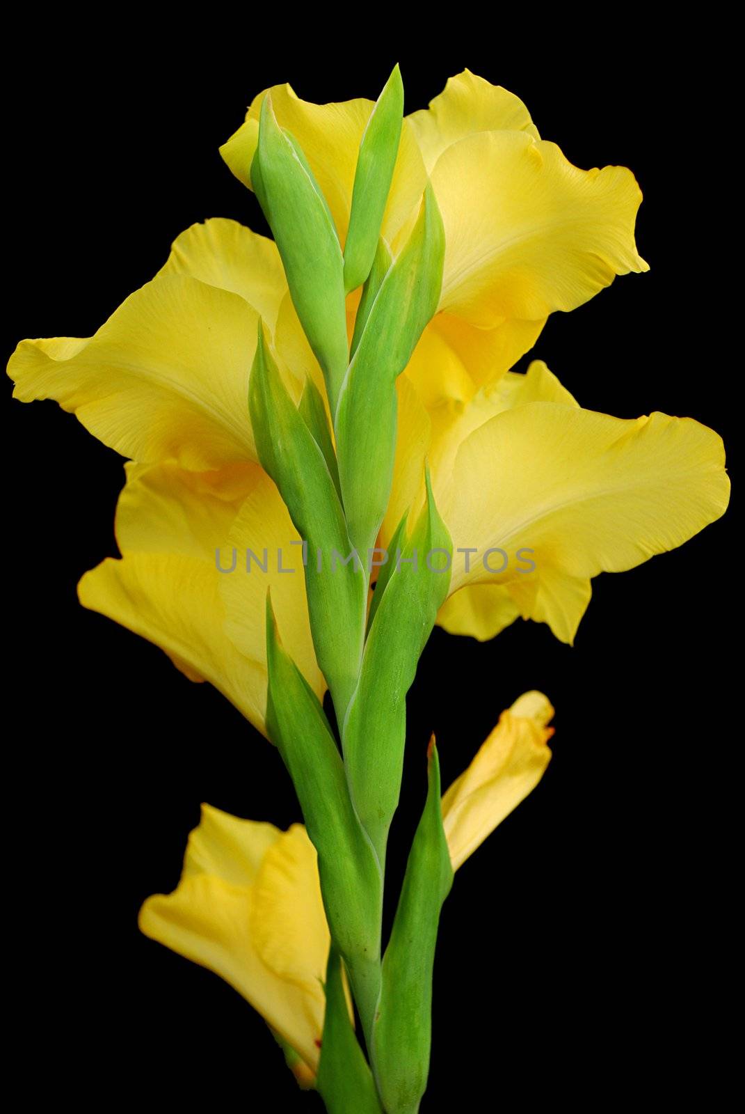 yellow gladioluses are isolated apeak standings