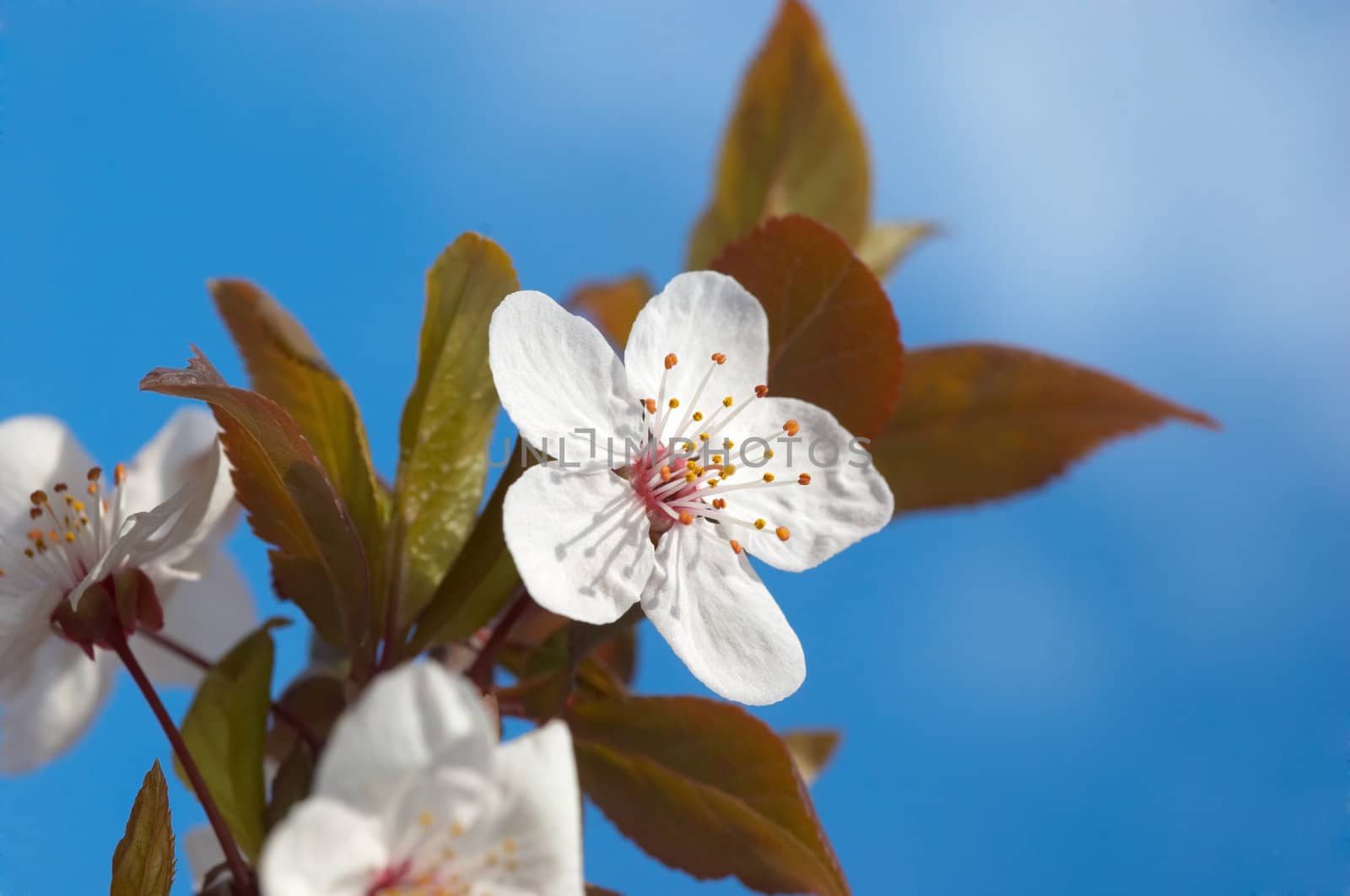 spring tree flowers by starush