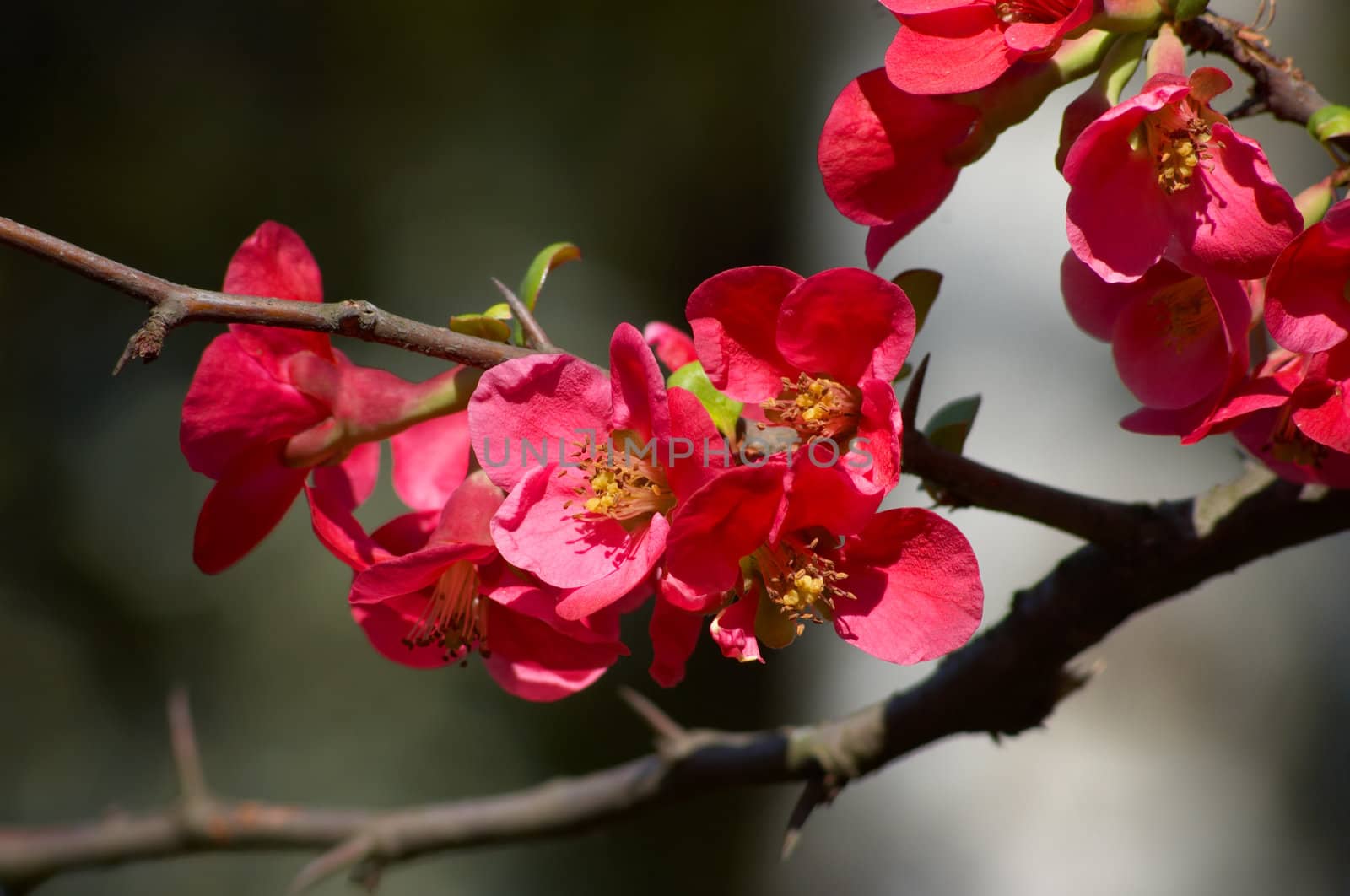 red blossroms on the branch of japanese quince tree