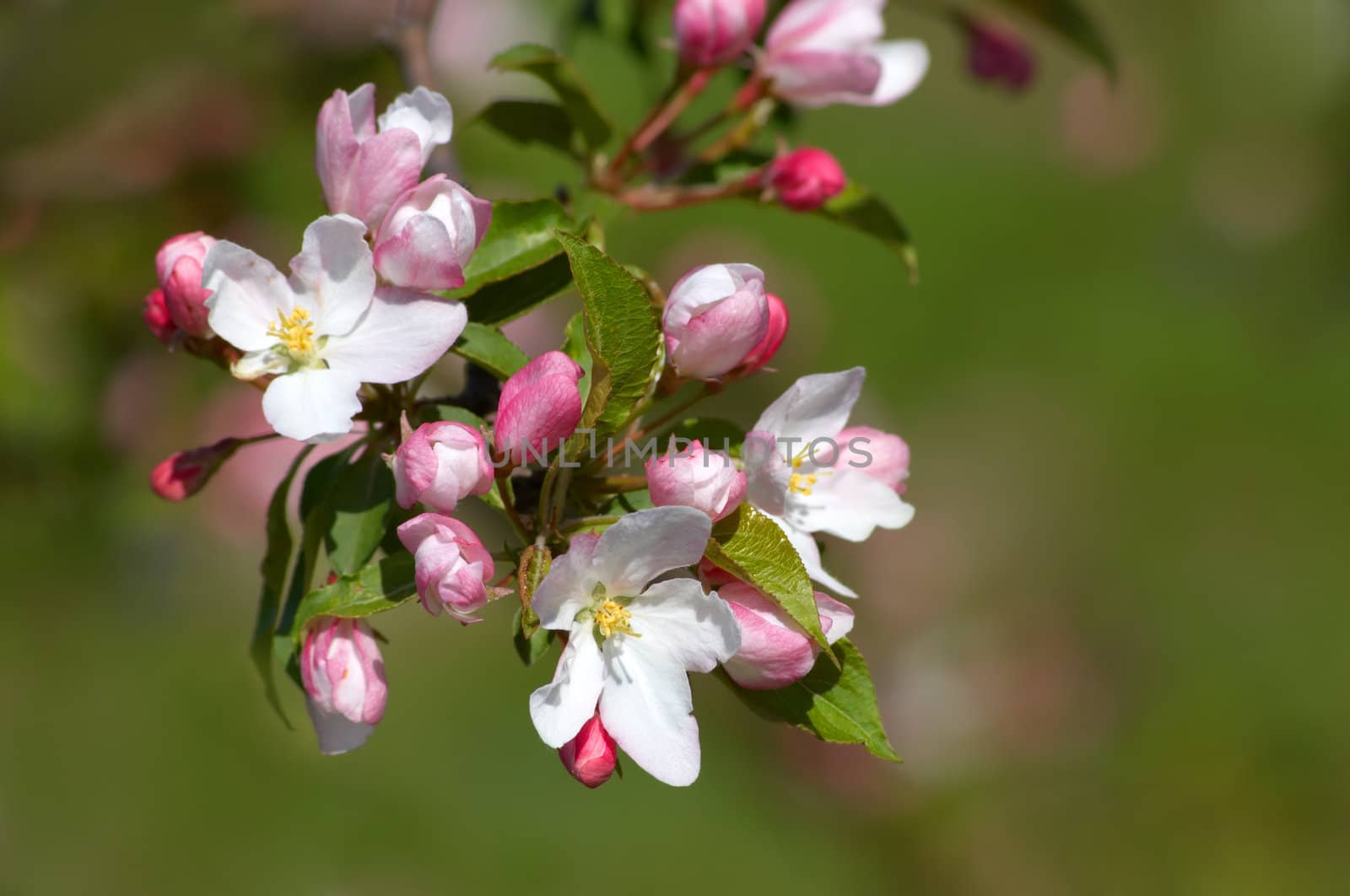 pinkish blossoms on the branch of apple tree
