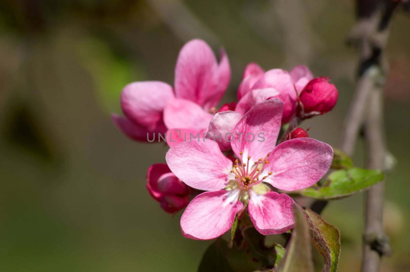 pink blossoms on the branch of apple tree