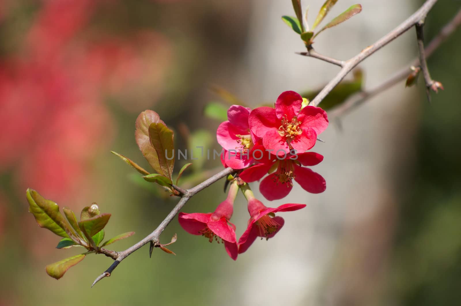 quince blossoms by starush