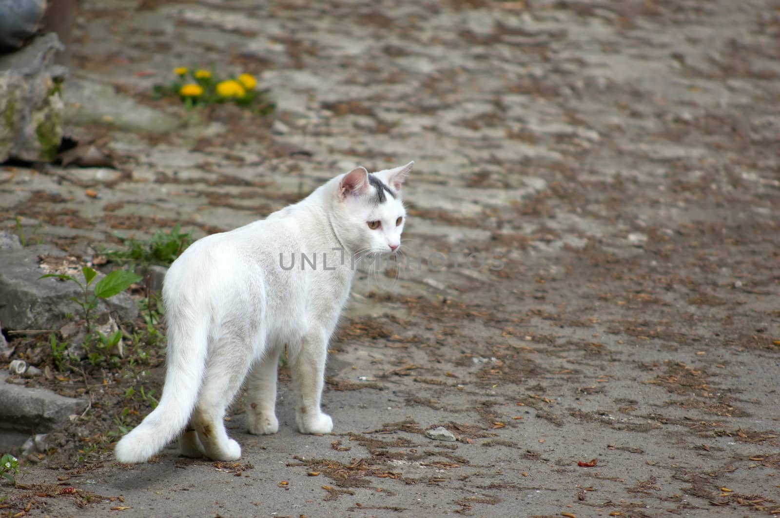 serious white stray cat walking around his territory