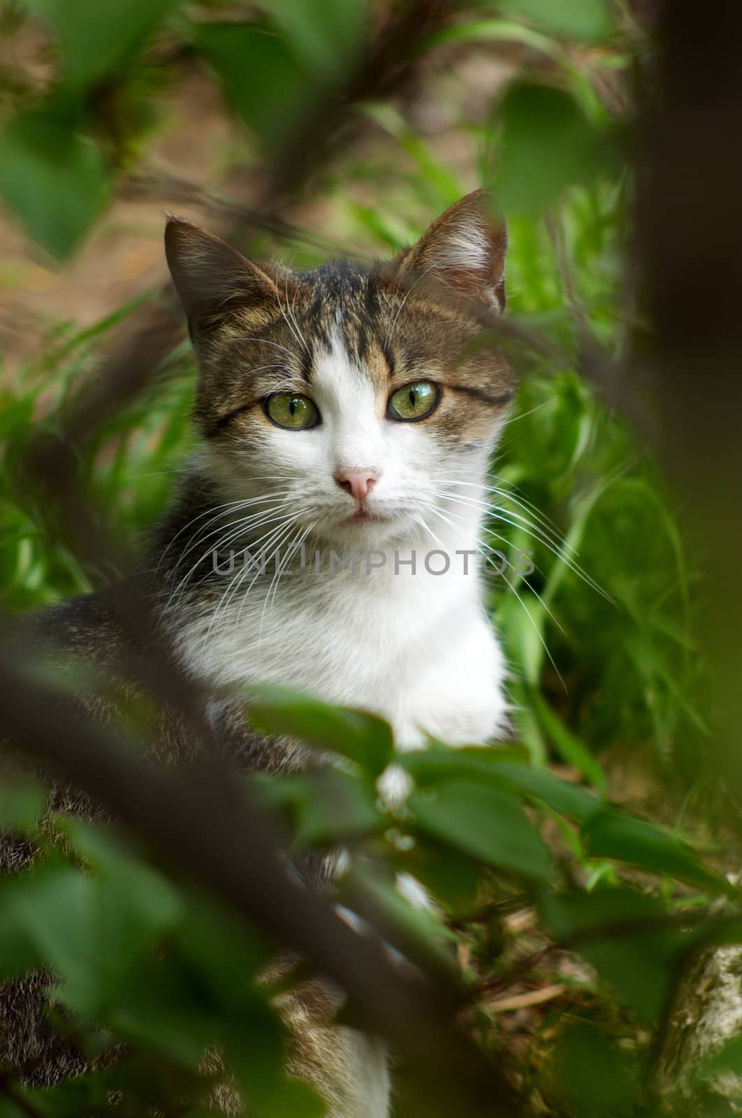 stray cat hiding in the bush, selective focus
