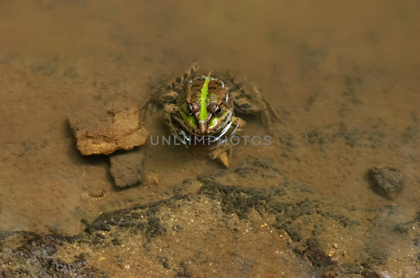 goggle-eyed green frog sitting in spring water