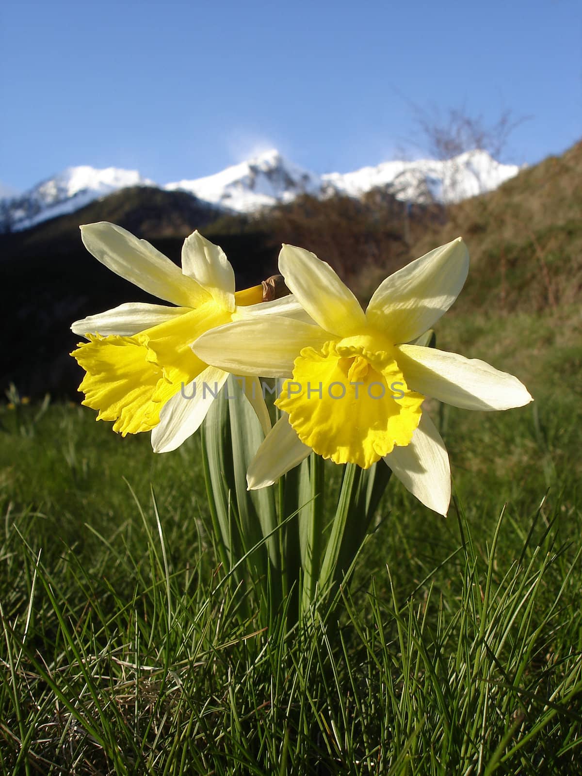 Narcissuses pseudonarcissus Spanish Pyrenees by mmgphoto