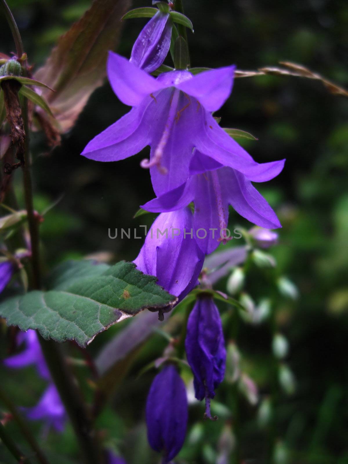 bluebell flower in the forest