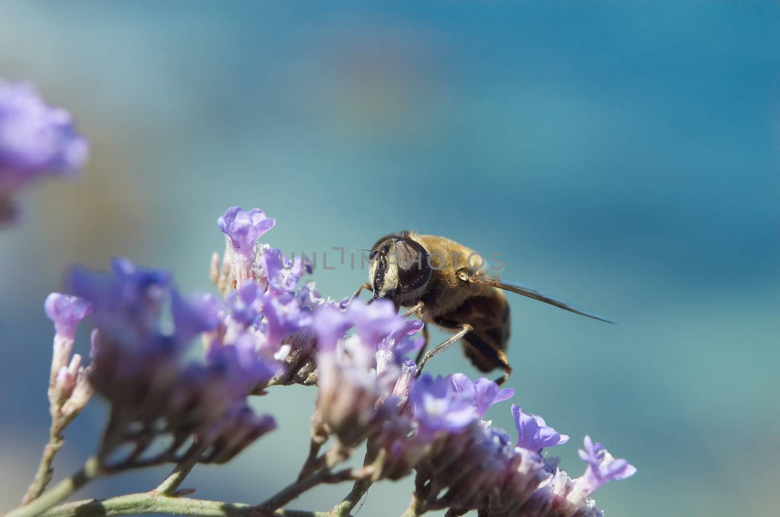 bee on flowers by starush