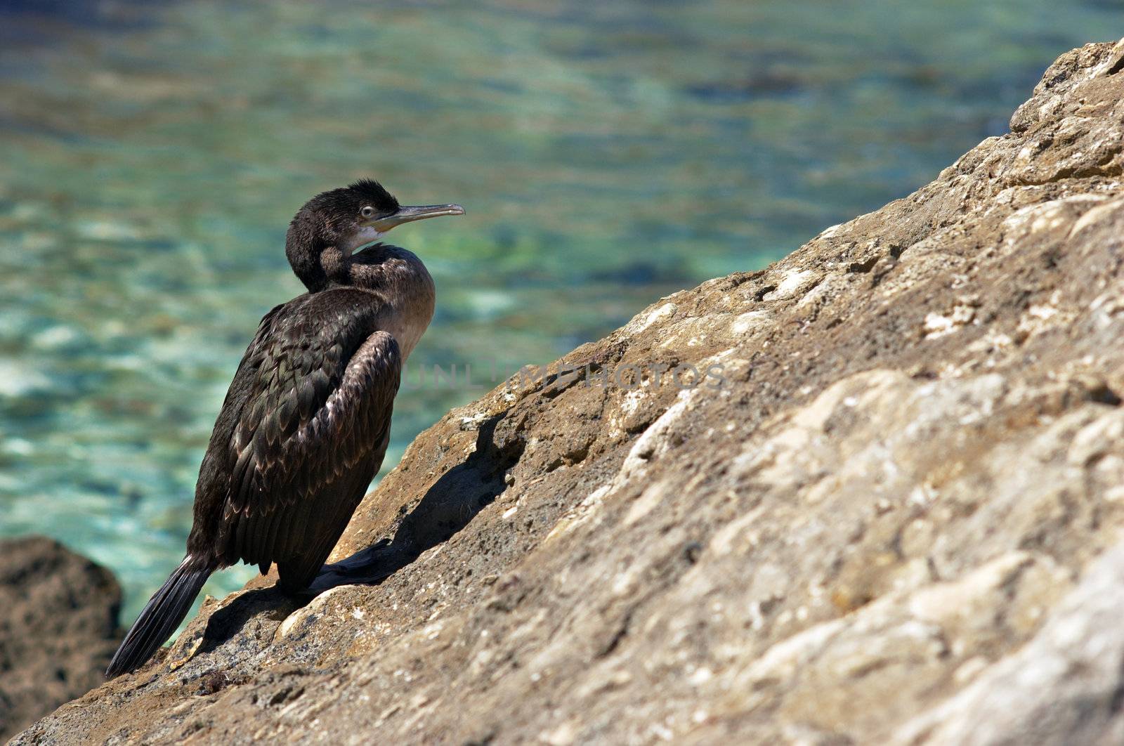 cormorant sitting on the rock near the sea