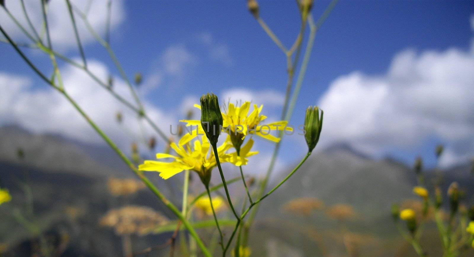 yellow flower on the sky background