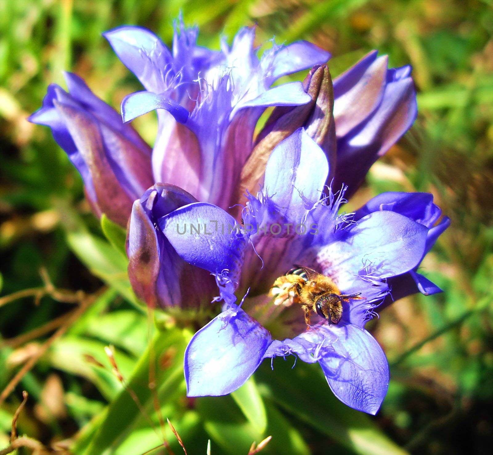 Bluebell an bee by Elet