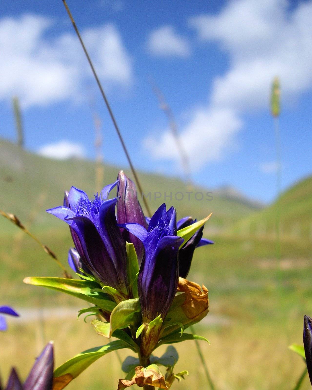 Bluebell flower by Elet