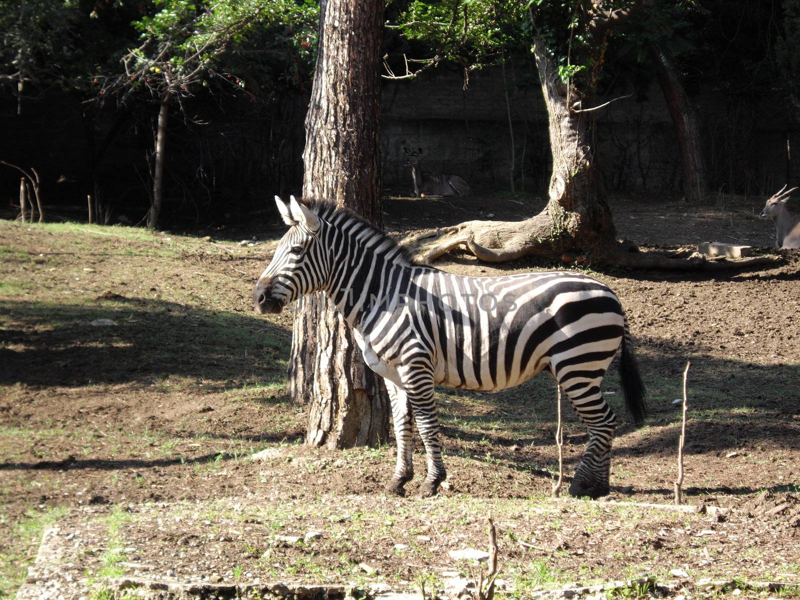 Zebra by Elet