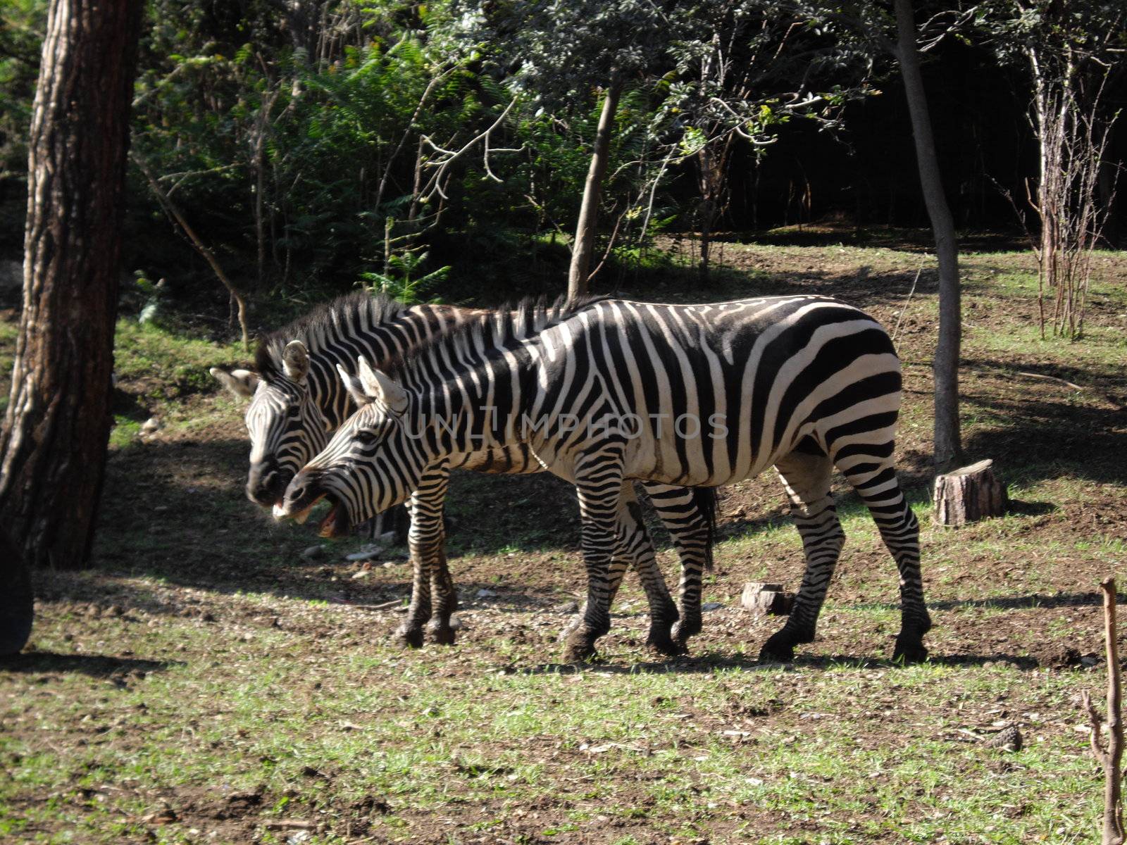 zebra animals