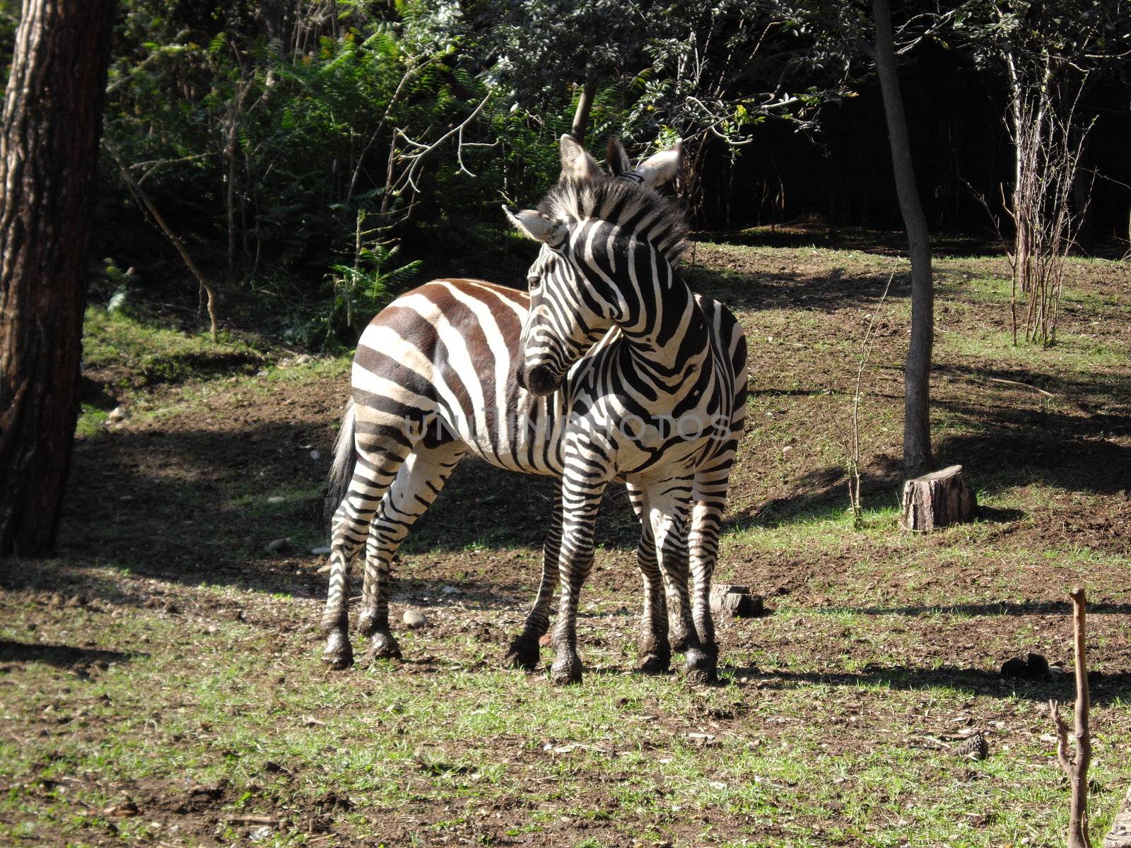 Zebra by Elet