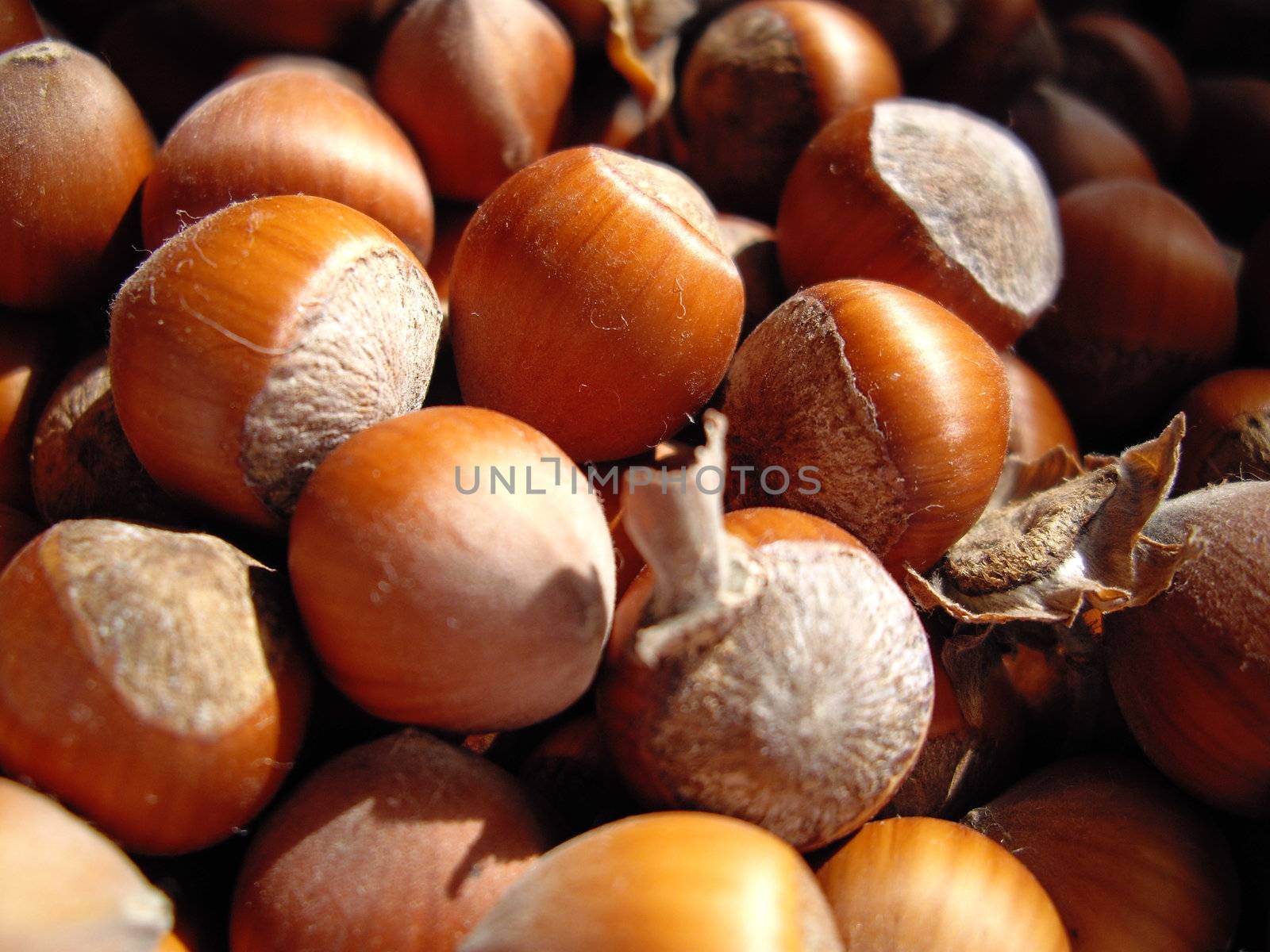 woodnuts