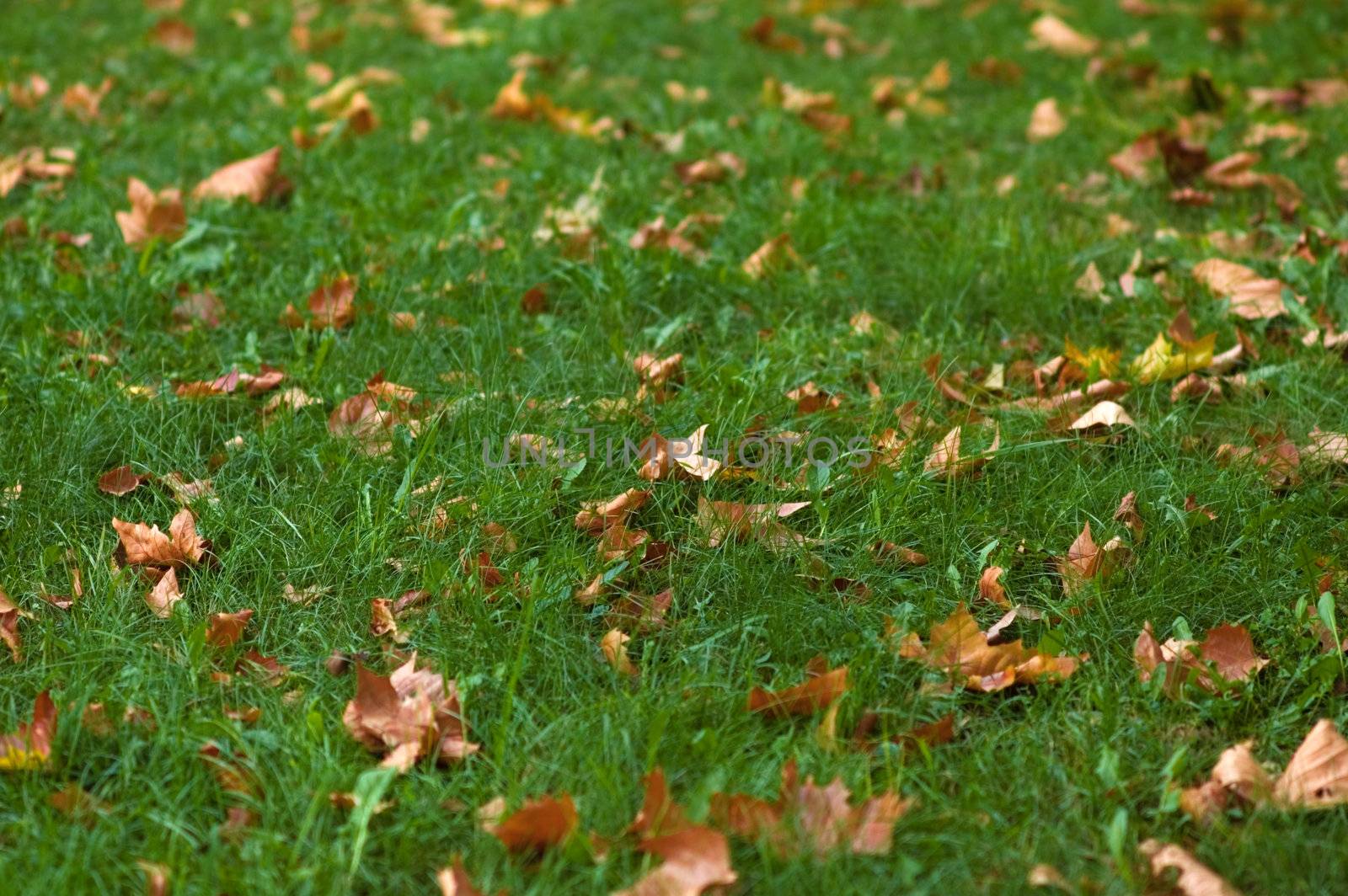 Dry yelow leaves on green grass carpet. Shallow DOF (selective focus).
