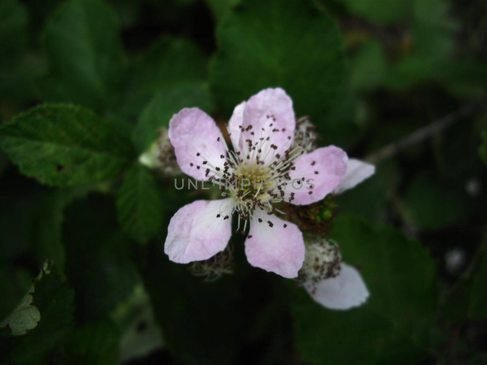 Flower of blackberry by Elet