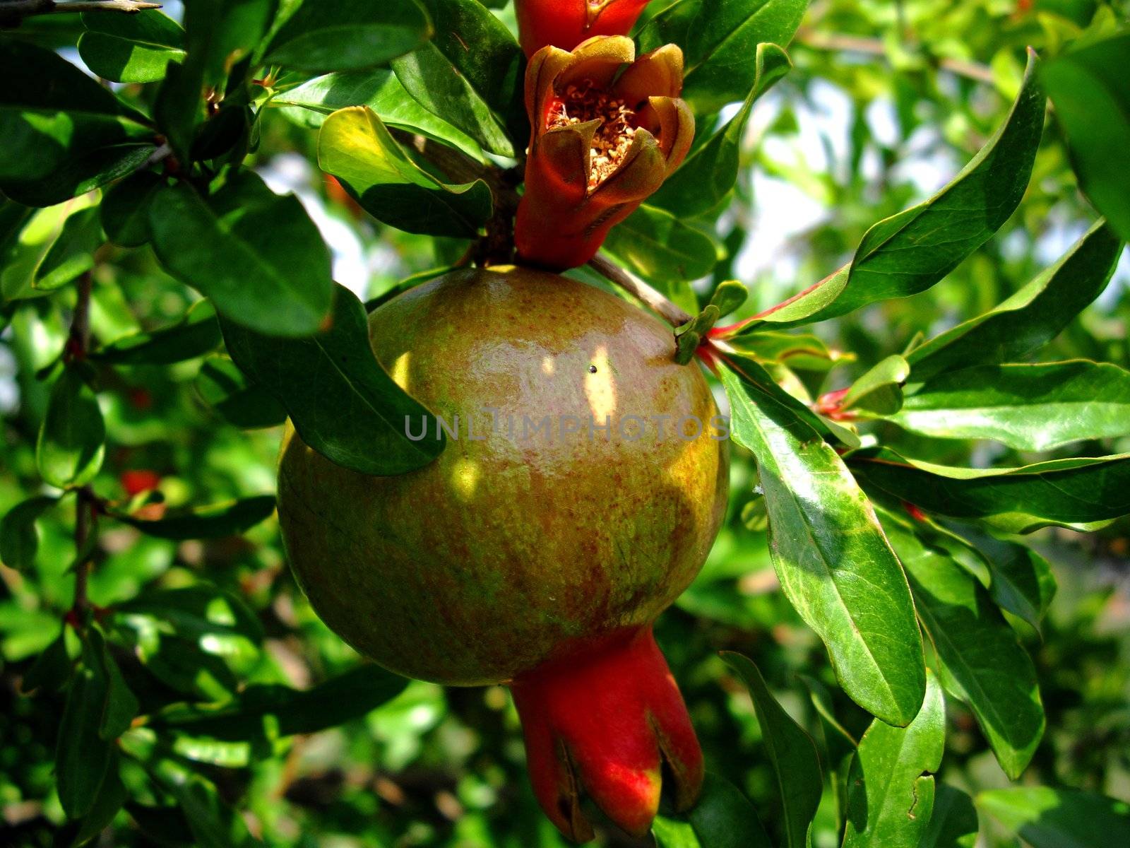 fruit pomegranate