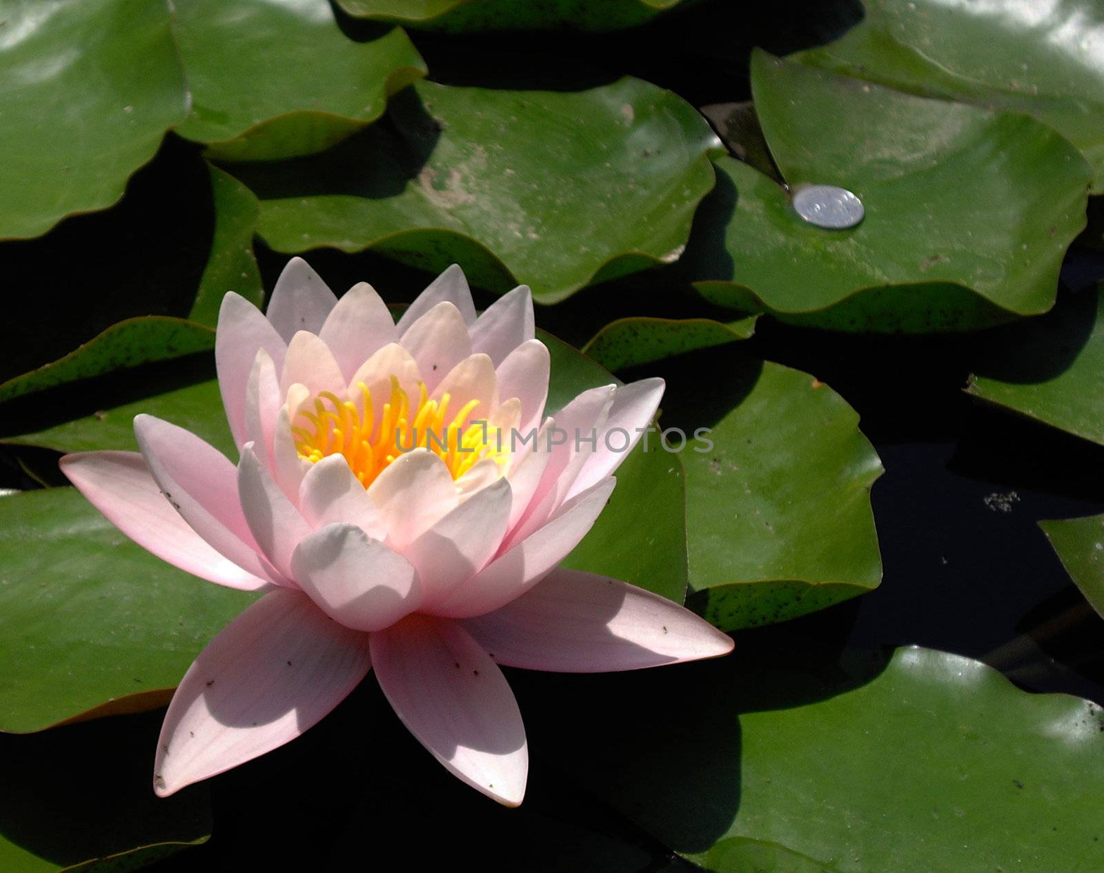 pink water lily flower