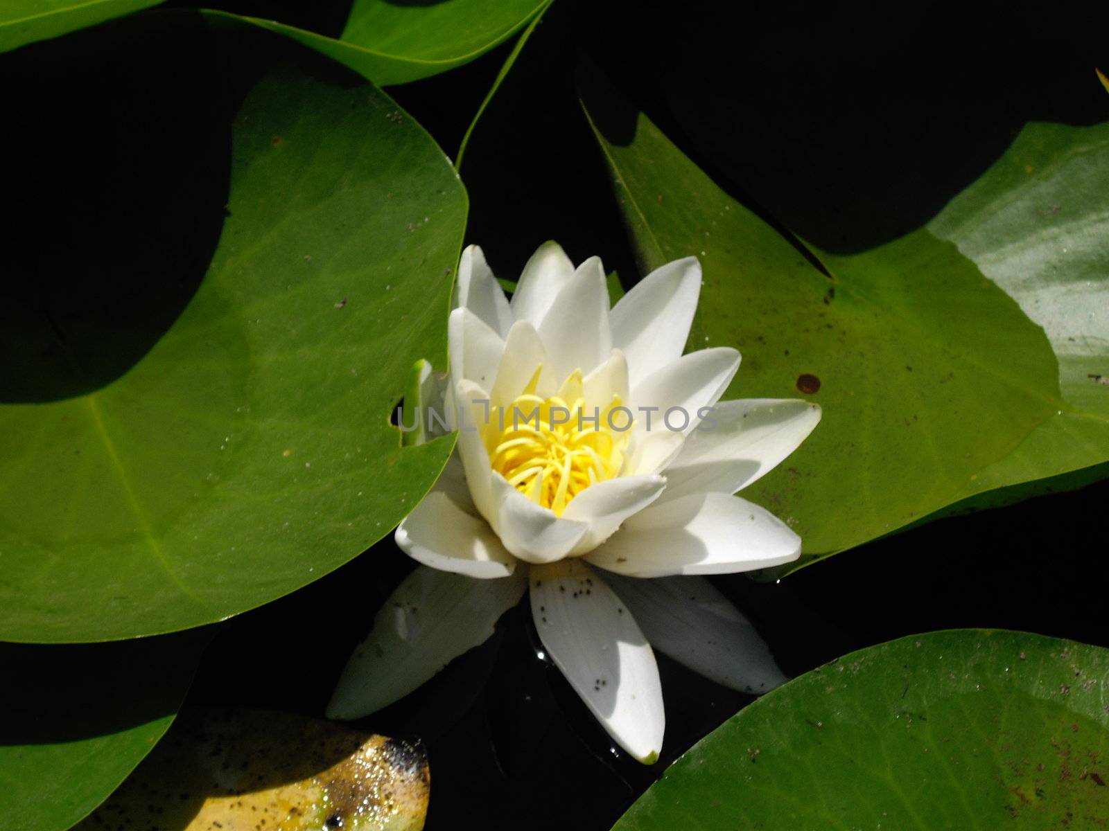 the flower of water lily