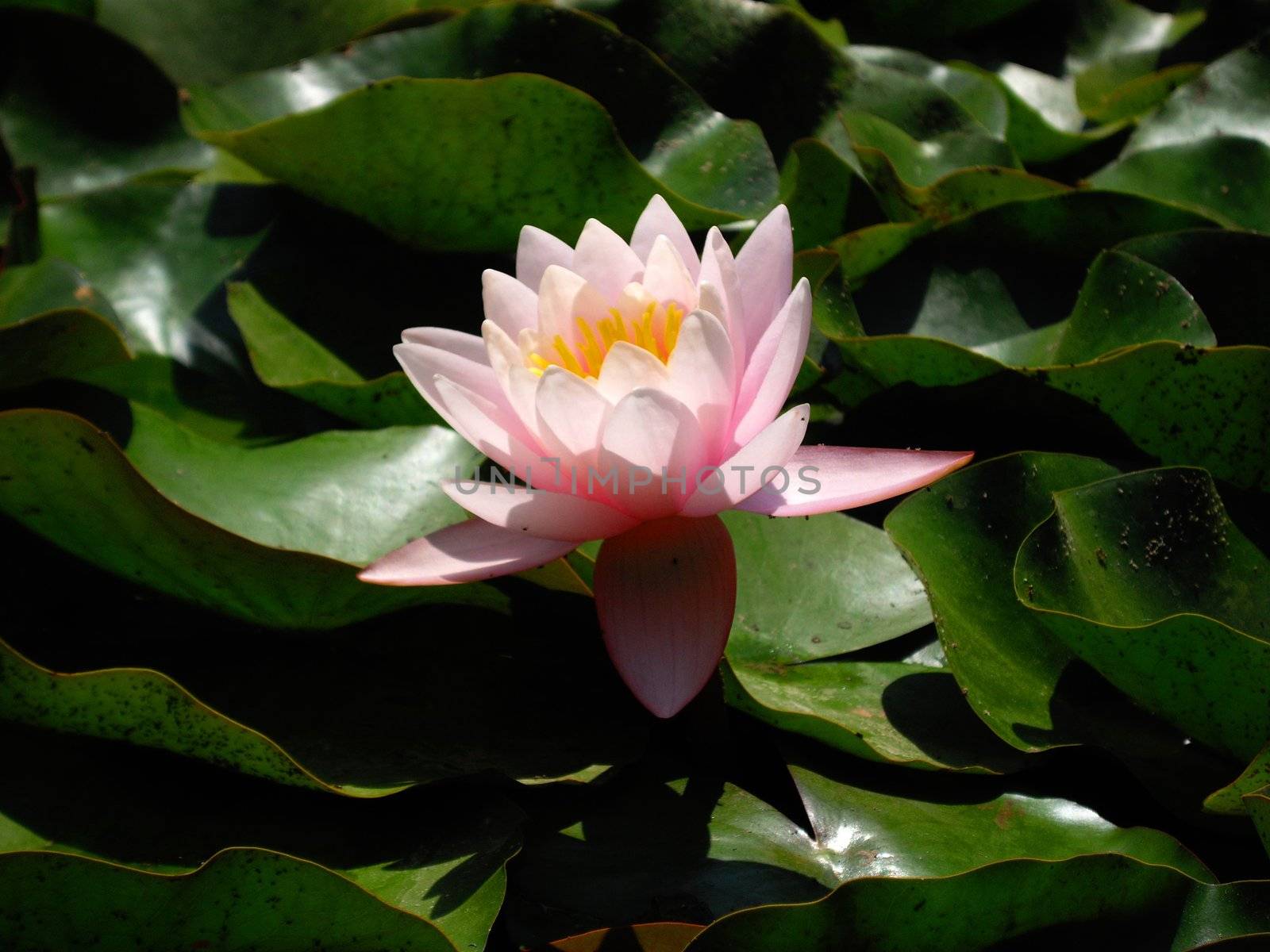water lily  by Elet