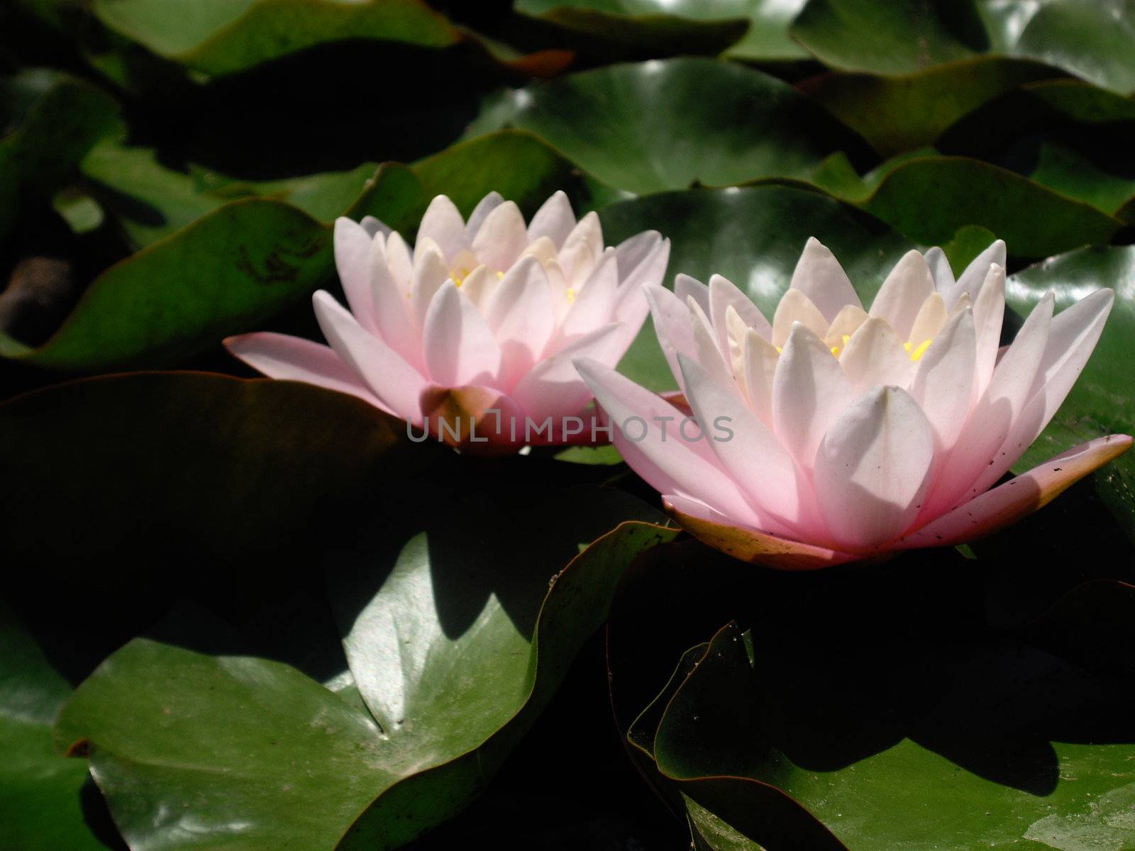 two flower of pink water lily