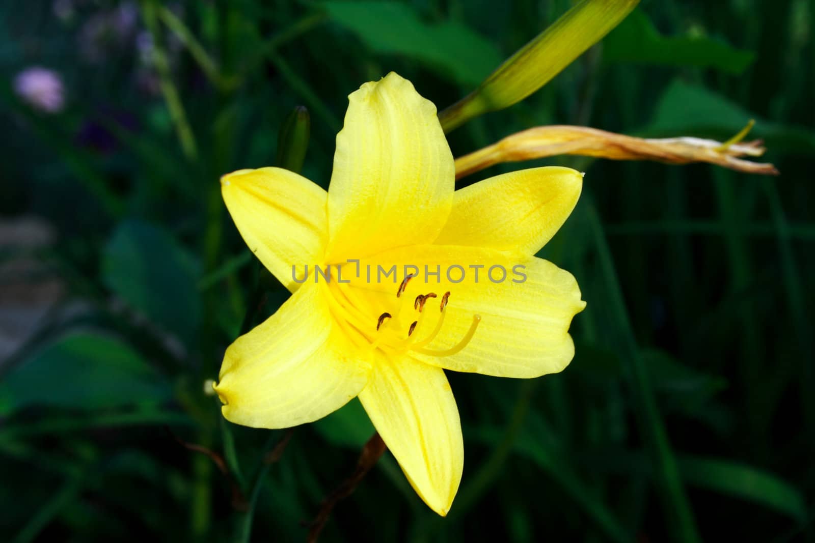 Zoomed foto of yellow daffodil in parents garden
