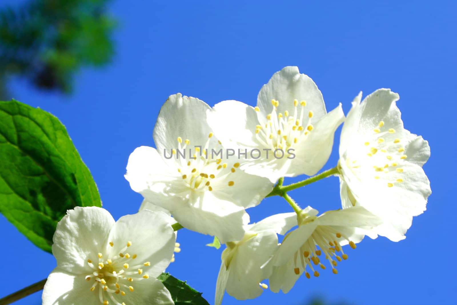 Zoomed foto of white jasmine in parents garden