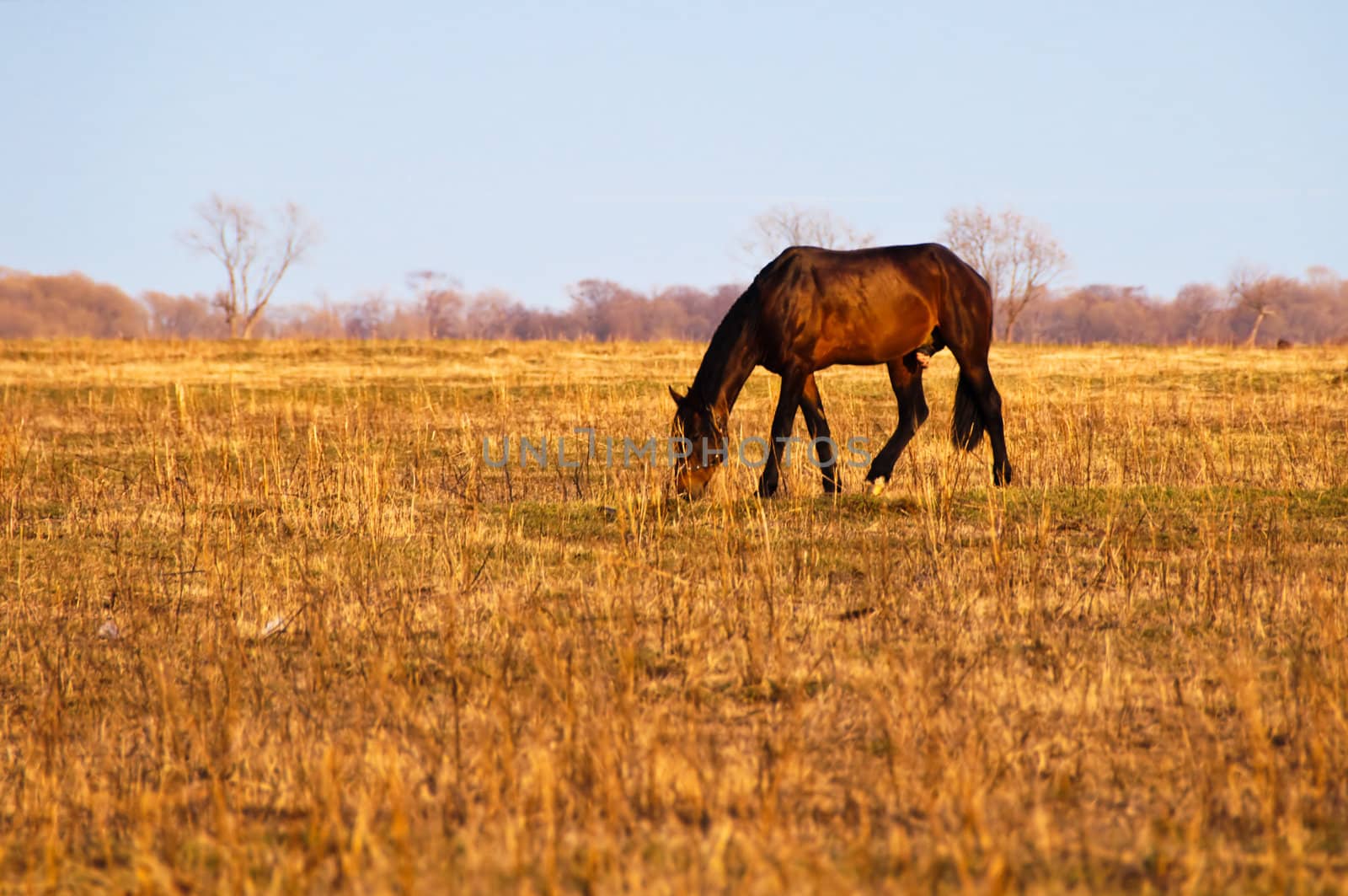 a horse in a field by alena0509