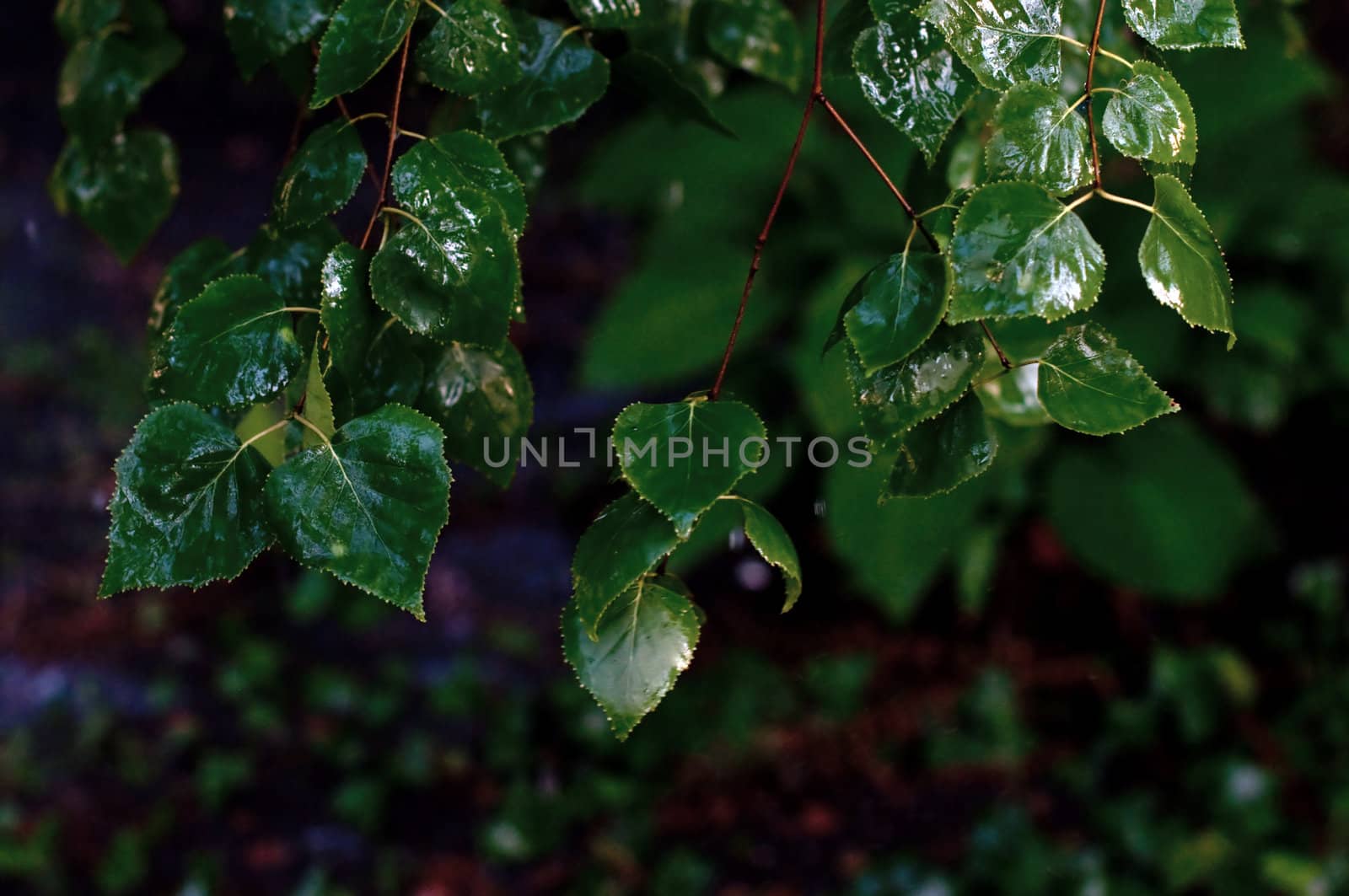 Green foliage of trees wet after a rain