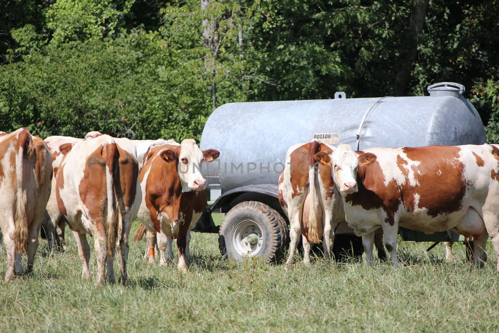 cows brown and white 