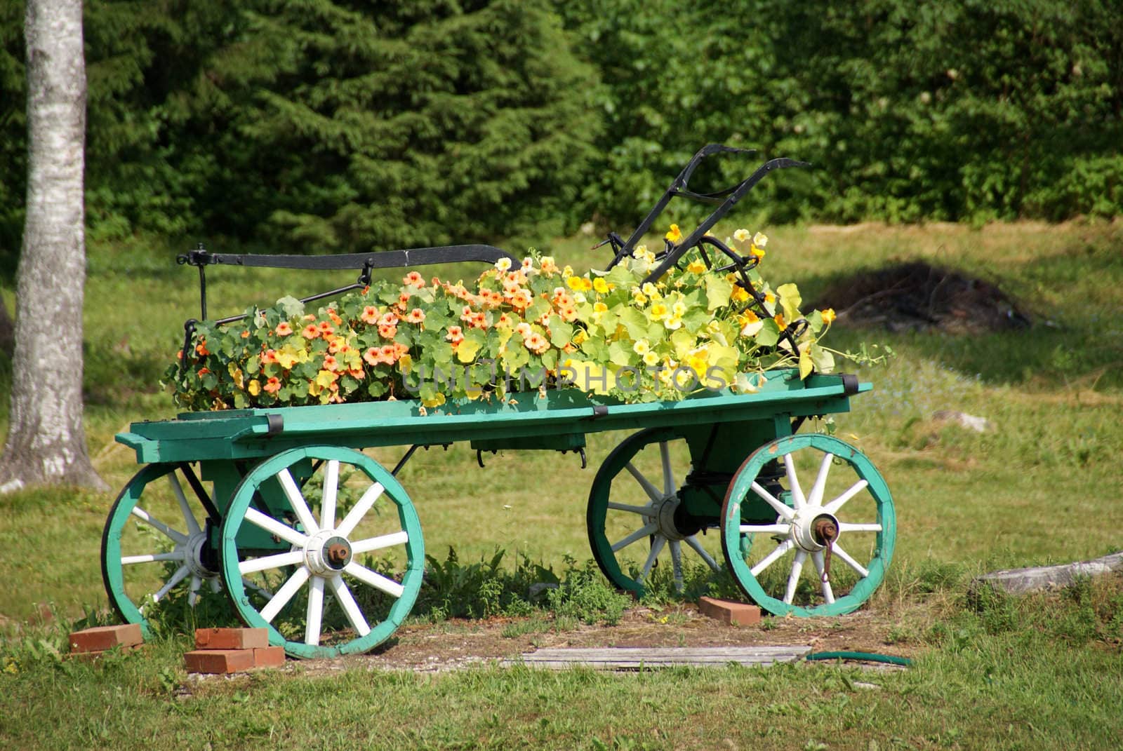 cart with flowers by andrei_kolyvanov