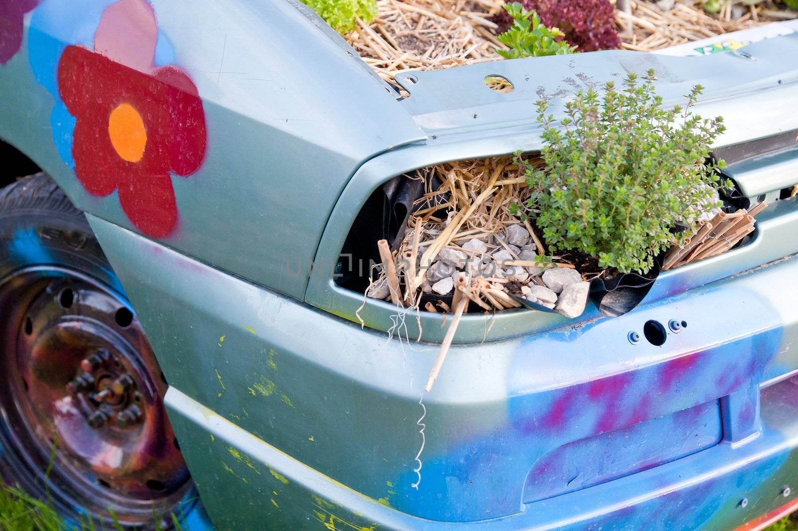 Wrecked and painted car fulled with Plants