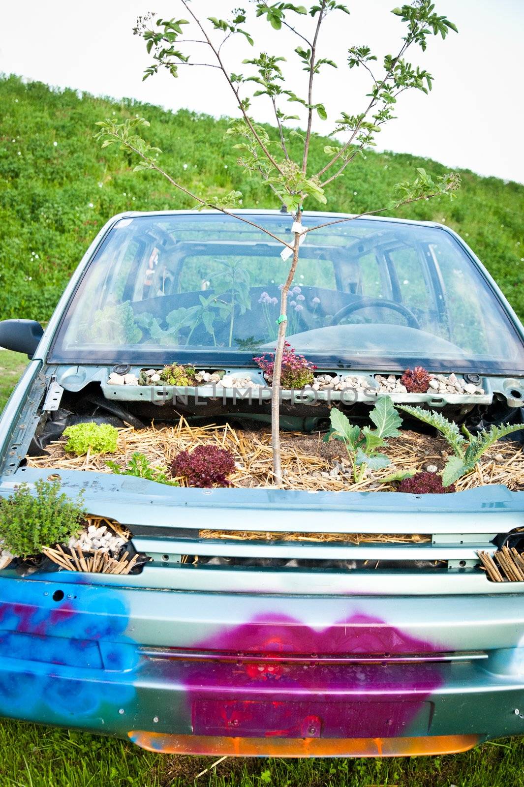 Tree in a wrecked and painted car
