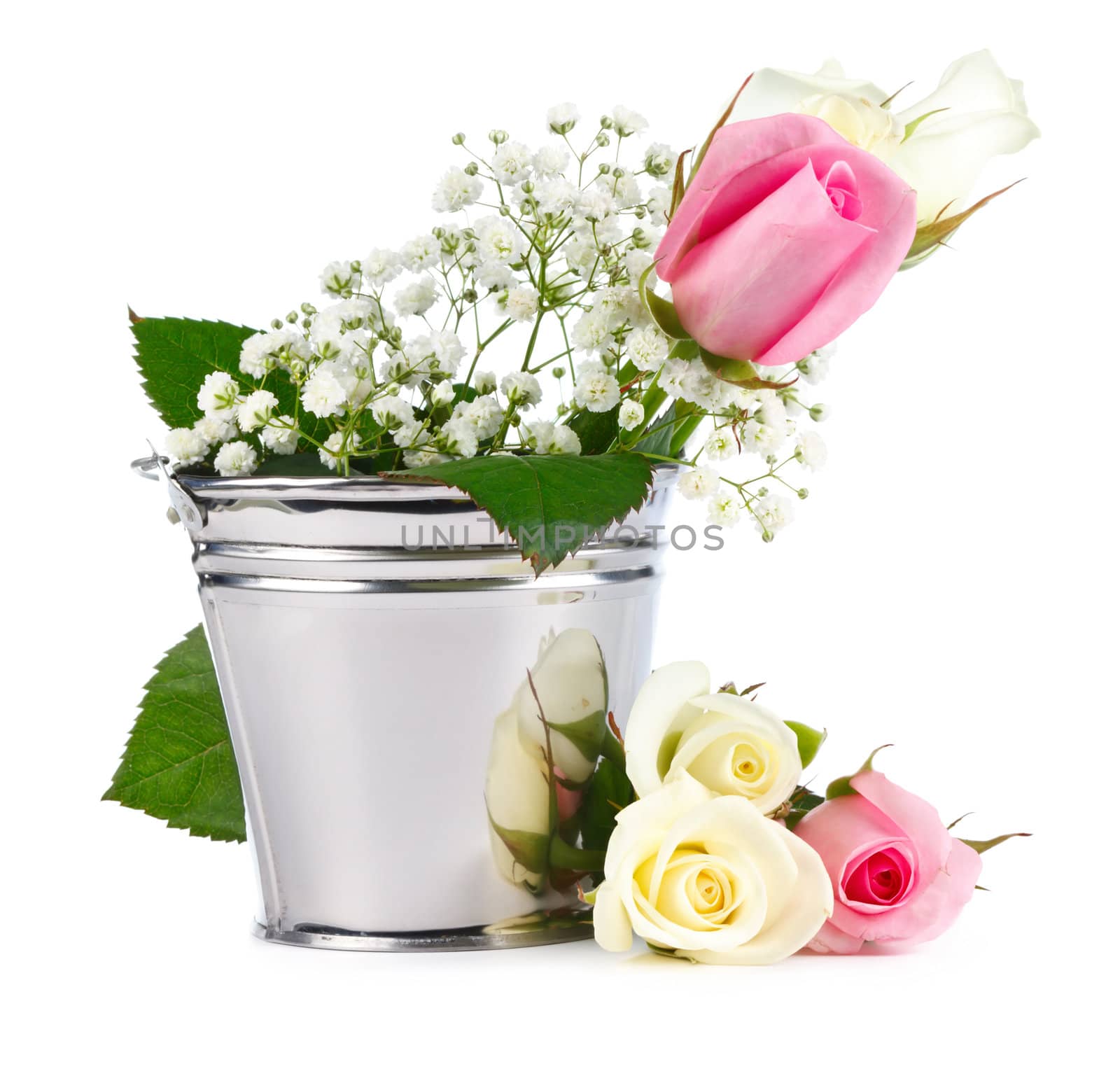 Beautiful Roses in metallic bucket isolated on white background