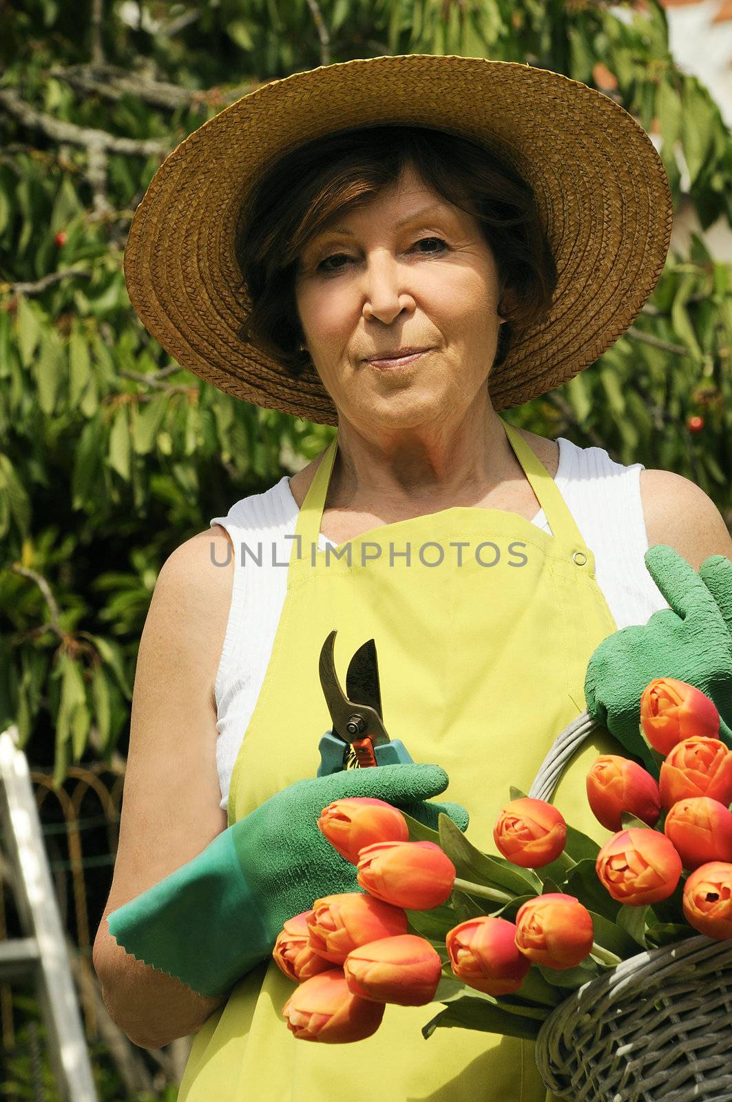 Senior woman pruning roses in her garden