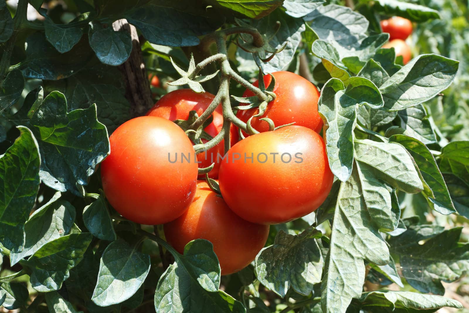 detail of tomato plant with ripe red fruits