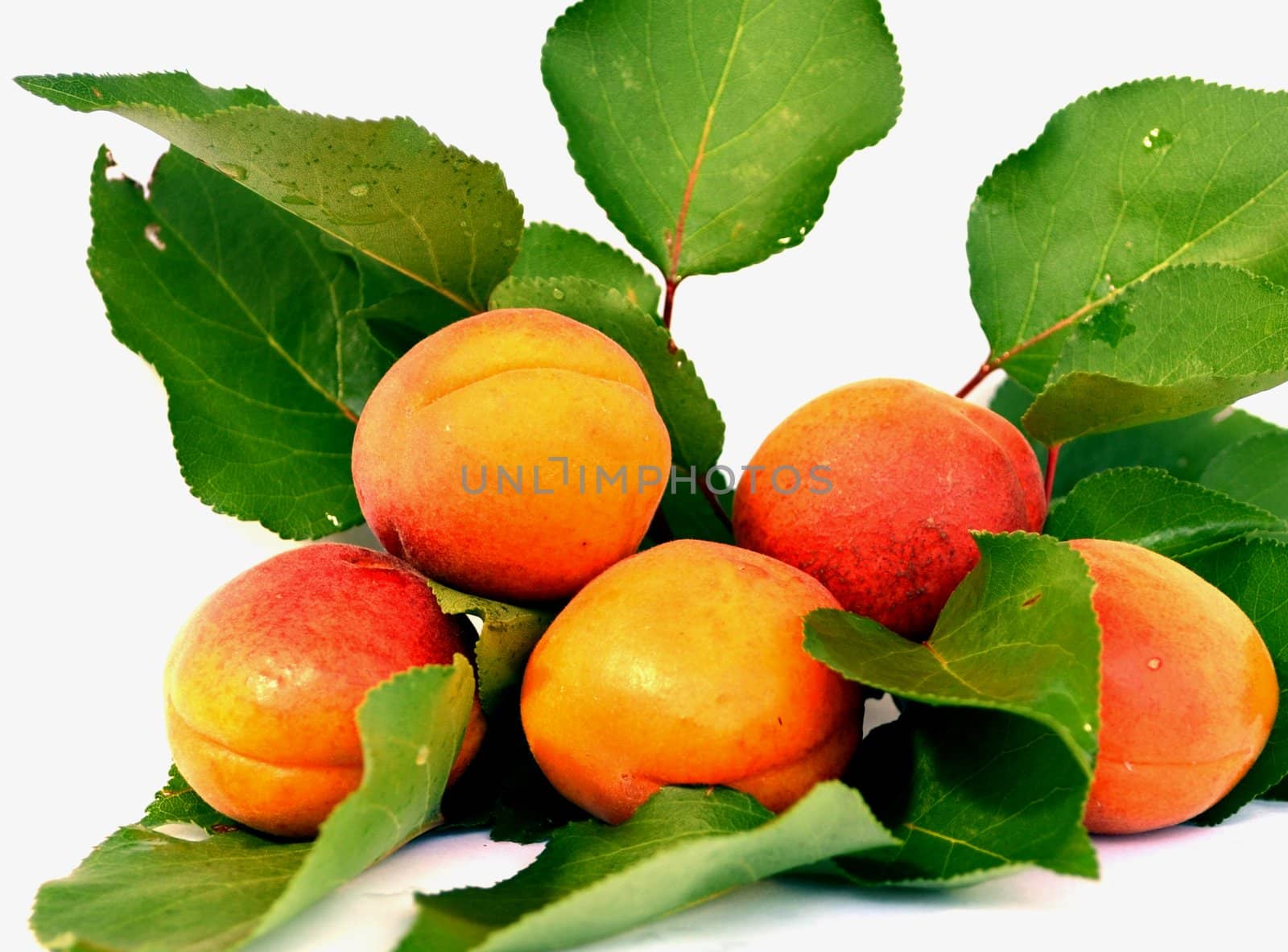 juicy apricots on a white background