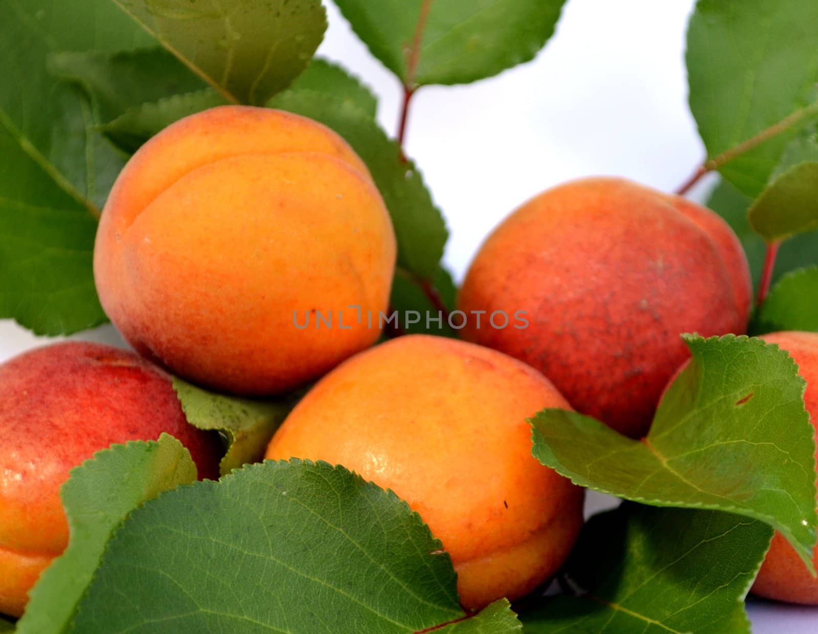 juicy apricots on a white background