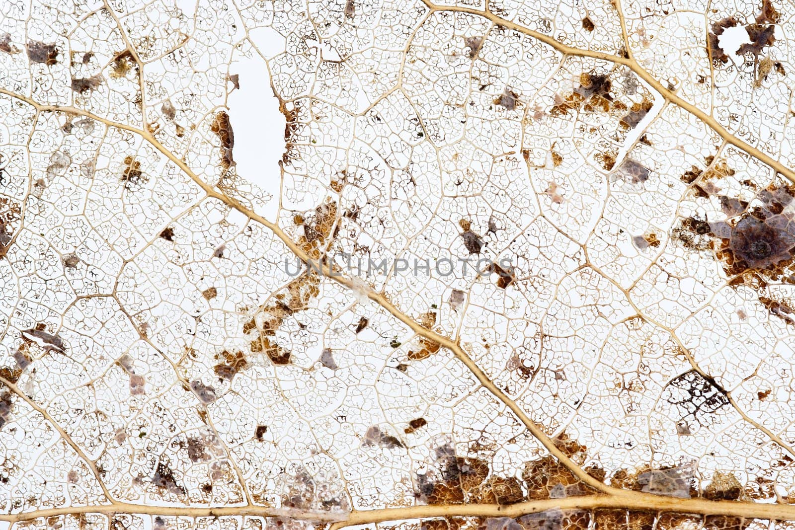 Abstract macro of the old leaf - texture of ribbing