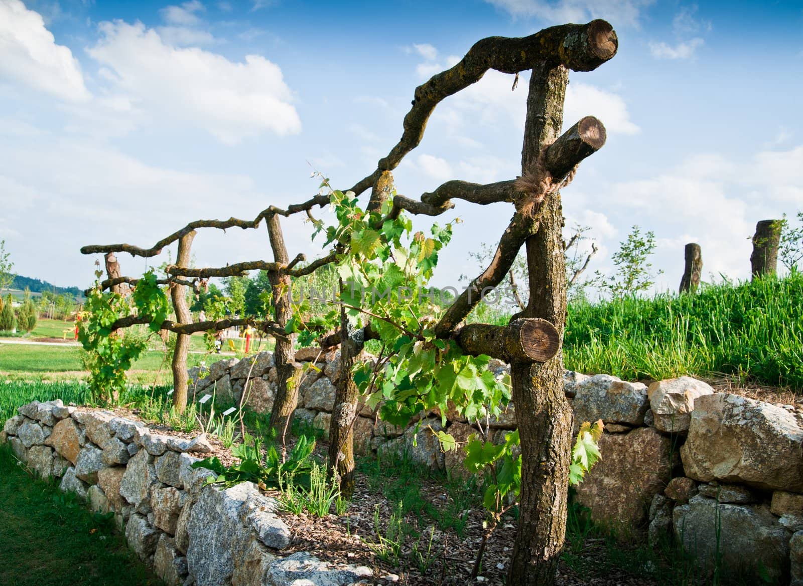 Wooden Grapevine Trellis on terrace of stones