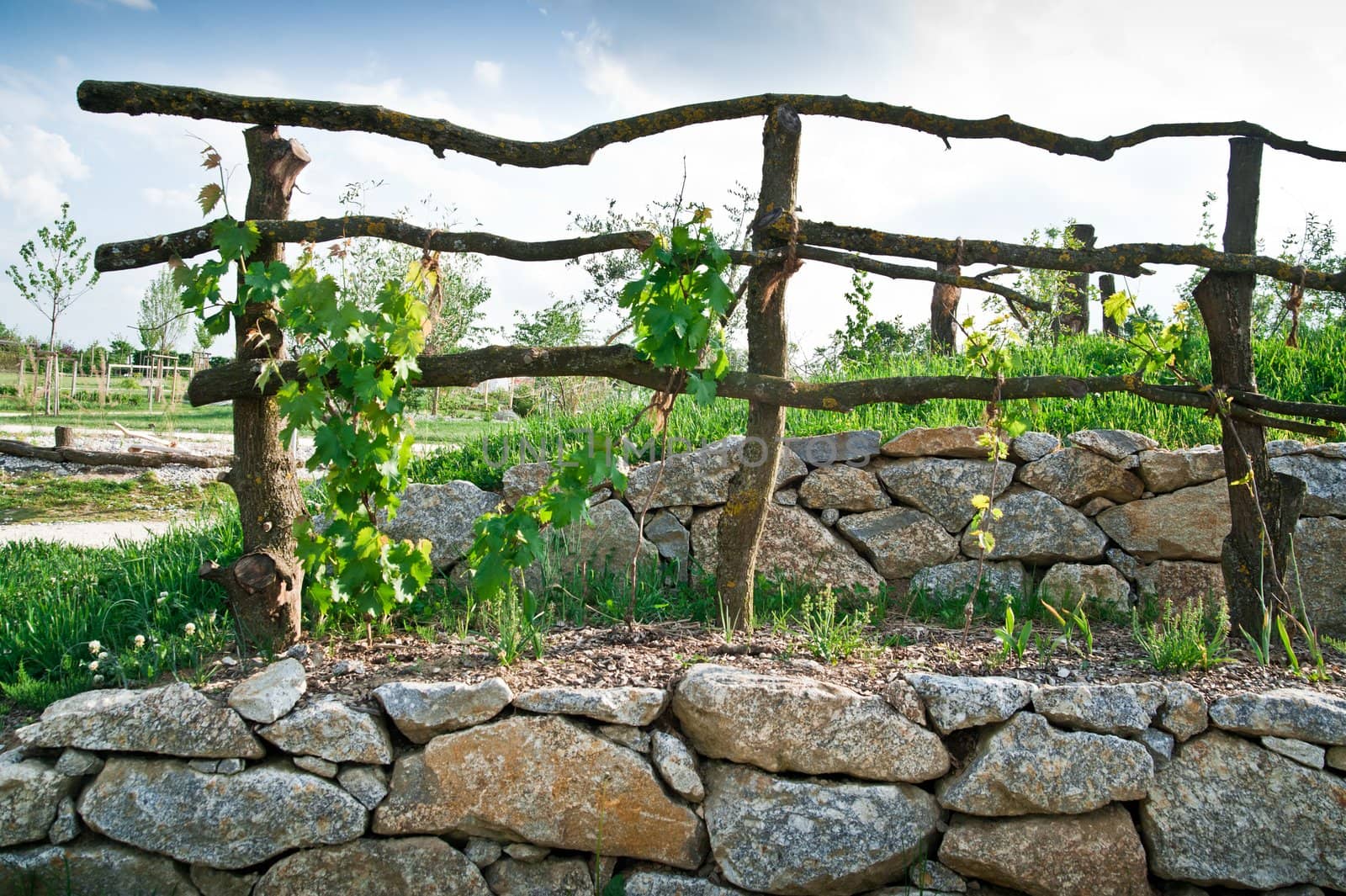 Wooden Grapevine Trellis on terrace of stones